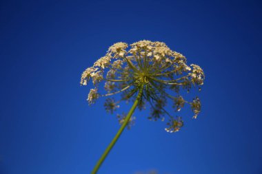 Tarlada güzel yabani çiçekler