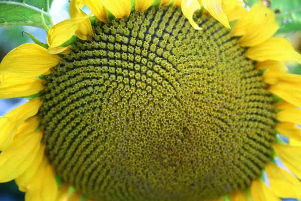 Campo Bellissimi Girasoli Ucraina — Foto Stock