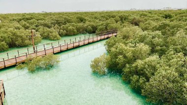 Mangrove National Park in Abu Dhabi clipart
