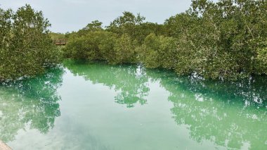 Abu Dabi 'deki Mangrove Ulusal Parkı