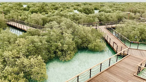 Mangrove Nemzeti Park Abu Dhabi — Stock Fotó