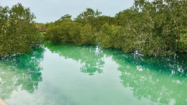 Abu Dabi 'deki Mangrove Ulusal Parkı