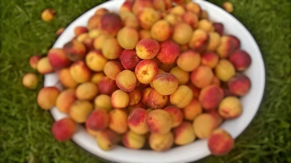Kruka Nyplockade Aprikosfrukter Sommaren — Stockfoto