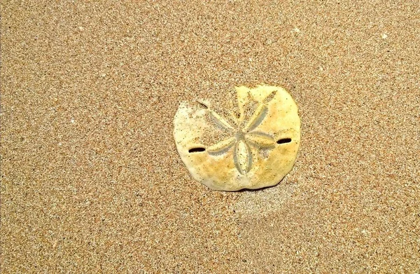 Krásná Hvězda Skořápka Pláži Jericoacoara — Stock fotografie