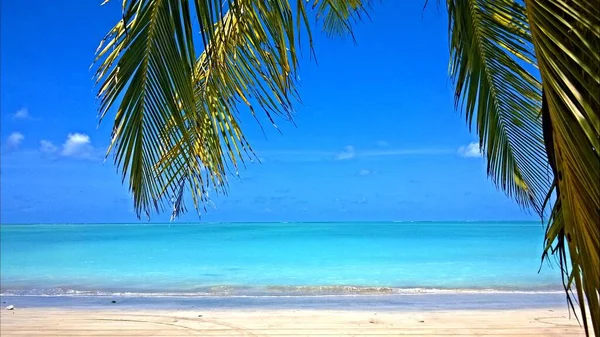 Hermosa Playa Tropical Maragogi Brasil — Foto de Stock