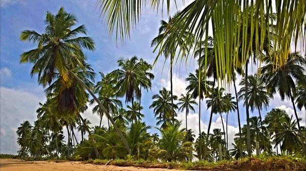 Belas Palmeiras Tropicais Exuberantes Maragogi Brasil — Fotografia de Stock