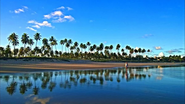Krásná Pláž Palmami Blízkosti Porto Galinhas Brazílii — Stock fotografie