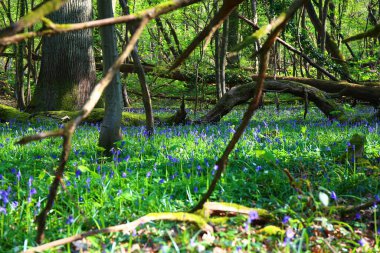 Baharda ağaçlar ve çan çiçekleri olan vahşi bir orman.