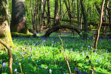 Baharda ağaçlar ve çan çiçekleri olan vahşi bir orman.