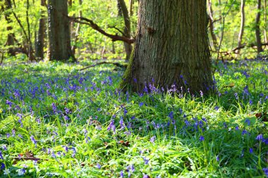 Baharda ağaçlar ve çan çiçekleri olan vahşi bir orman.