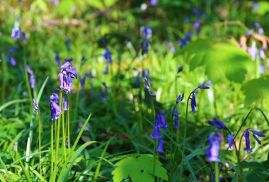 Baharda ağaçlar ve çan çiçekleri olan vahşi bir orman.
