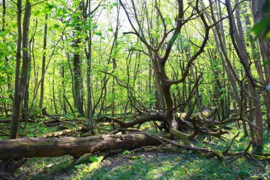 Baharda ağaçlar ve çan çiçekleri olan vahşi bir orman.