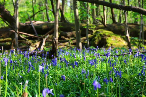 Ein Wilder Wald Mit Bäumen Und Blauglockenblumen Frühling — Stockfoto