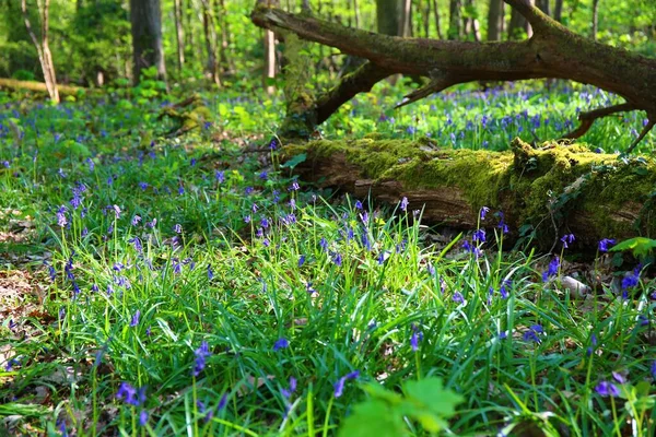 Uma Floresta Selvagem Com Árvores Flores Sino Azul Primavera — Fotografia de Stock