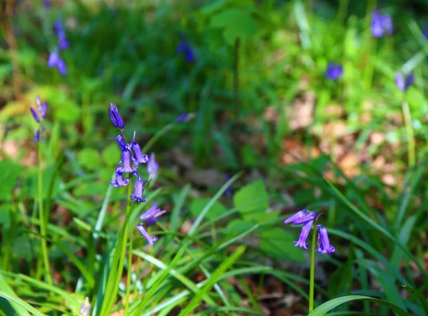 Dziki Las Drzewami Kwiatami Bluebell Wiosną — Zdjęcie stockowe