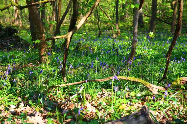Uma Floresta Selvagem Com Árvores Flores Sino Azul Primavera — Fotografia de Stock