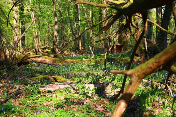 Bosque Salvaje Con Árboles Flores Arándano Primavera —  Fotos de Stock