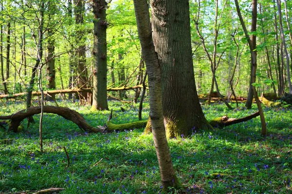 Uma Floresta Selvagem Com Árvores Flores Sino Azul Primavera — Fotografia de Stock