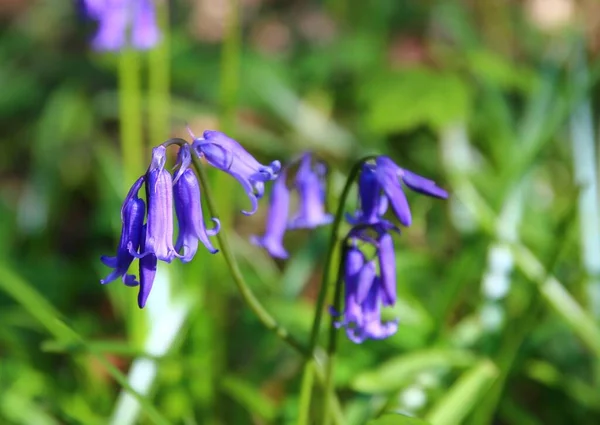 Une Forêt Sauvage Avec Des Arbres Des Fleurs Bluebell Printemps — Photo