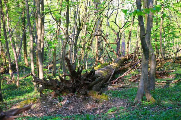 Une Forêt Sauvage Avec Des Arbres Des Fleurs Bluebell Printemps — Photo