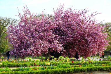 Paris, Jardin des Plantes 'te kiraz çiçeği.