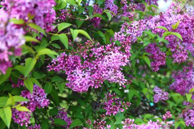 Paris 'teki Jardin des Plantes' te bahar çiçekleri açıyor.