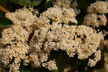 Paris 'teki Jardin des Plantes' te bahar çiçekleri açıyor.