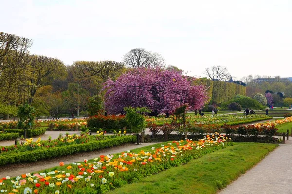 Όμορφο Άνθος Κερασιάς Στο Jardin Des Plantes Στο Παρίσι — Φωτογραφία Αρχείου