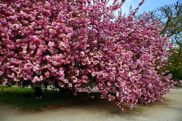 Hermosa Flor Cerezo Jardín Des Plantes París — Foto de Stock