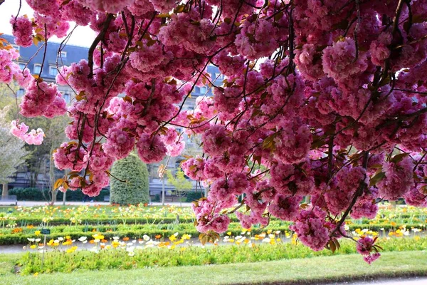 Die Schöne Kirschblüte Jardin Des Plantes Paris — Stockfoto