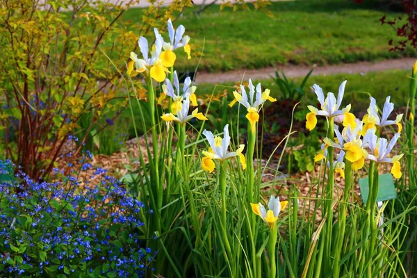 Frühlingsblume Blüht Jardin Des Plantes Paris — Stockfoto