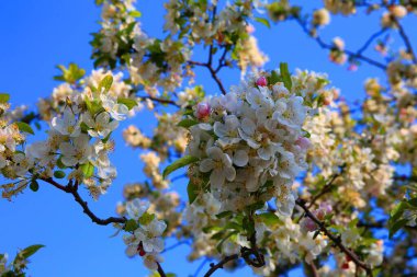 Paris 'teki Jardin des Plantes' te bahar çiçekleri açıyor.