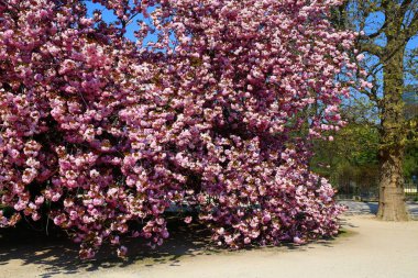 Paris, Jardin des Plantes 'te kiraz çiçeği.