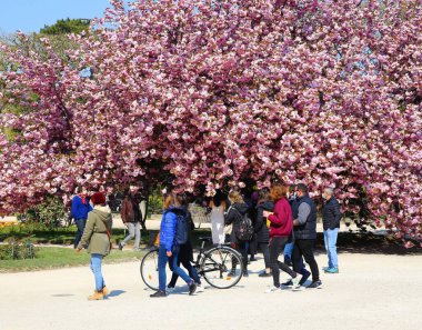 Paris 'teki Jardin des Plantes' te kiraz çiçeklerinin önünden geçen insanlar.