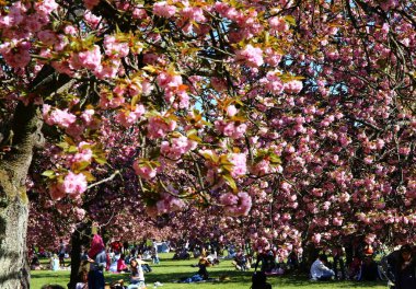 Paris yakınlarındaki Parc de Sceaux 'da kiraz çiçeği.