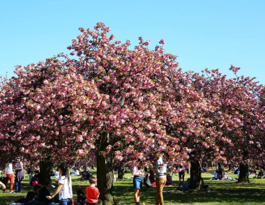 Paris yakınlarındaki Parc de Sceaux 'da kiraz çiçeği.