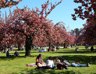 Paris yakınlarındaki Parc de Sceaux 'da kiraz çiçeği.