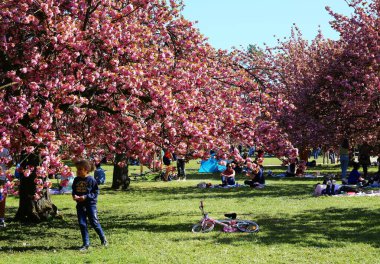 Paris yakınlarındaki Parc de Sceaux 'da kiraz çiçeği.