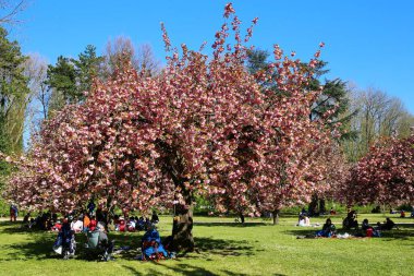 Paris yakınlarındaki Parc de Sceaux 'da kiraz çiçeği.