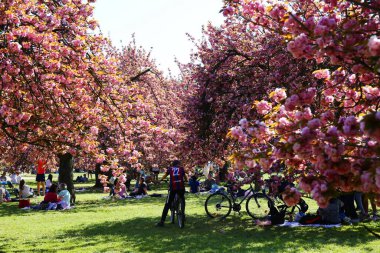 Paris yakınlarındaki Parc de Sceaux 'da kiraz çiçeği.