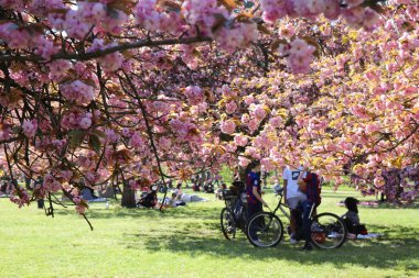 Paris yakınlarındaki Parc de Sceaux 'da kiraz çiçeği.