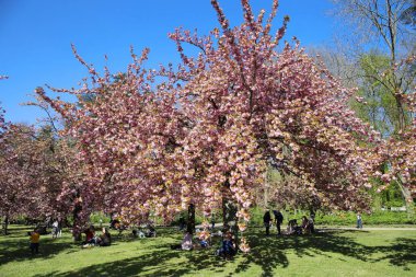 Paris yakınlarındaki Parc de Sceaux 'da kiraz çiçeği.