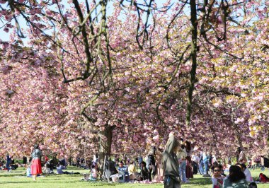 Paris yakınlarındaki Parc de Sceaux 'da kiraz çiçeği.