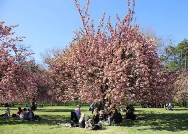 Paris yakınlarındaki Parc de Sceaux 'da kiraz çiçeği.