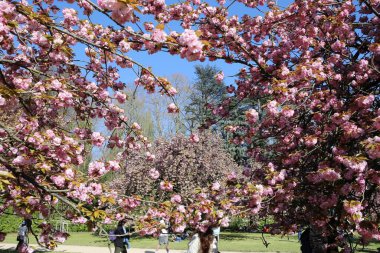 Paris yakınlarındaki Parc de Sceaux 'da kiraz çiçeği.