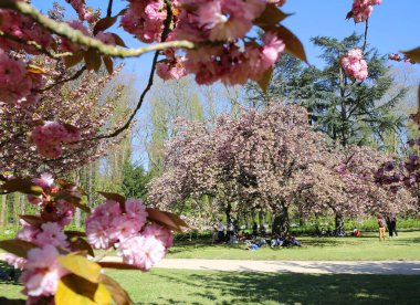Paris yakınlarındaki Parc de Sceaux 'da kiraz çiçeği.