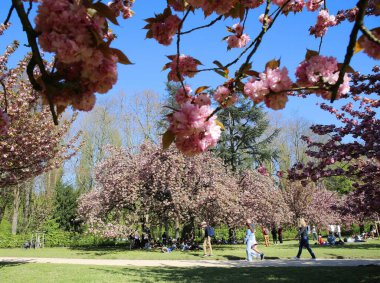 Paris yakınlarındaki Parc de Sceaux 'da kiraz çiçeği.