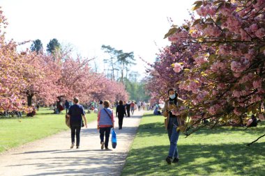 Paris yakınlarındaki Parc de Sceaux 'da kiraz çiçeği.