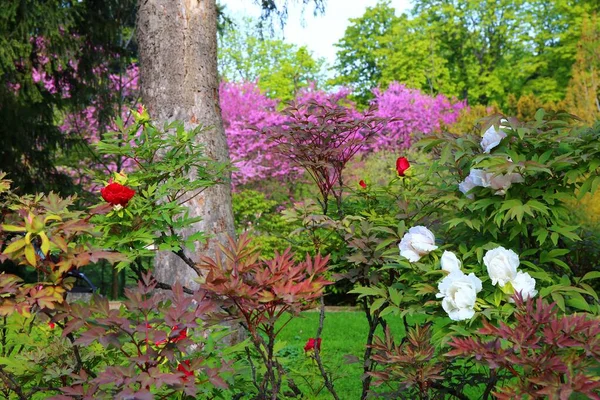 Spring Flower Blooming Jardin Des Plantes Paris — Stock Photo, Image