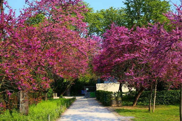 Spring Flower Blooming Jardin Des Plantes Paris — Stock Photo, Image